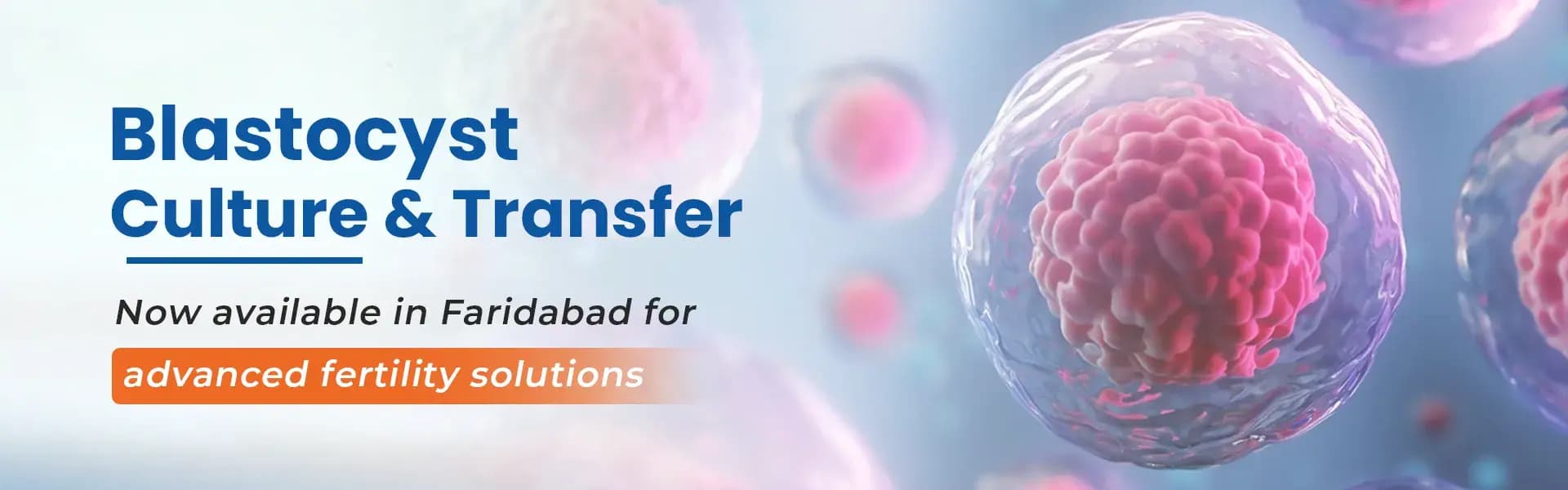 Banner showcasing Blastocyst Culture & Transfer options